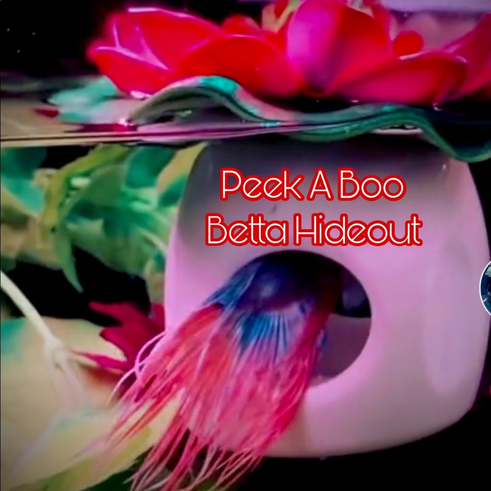 Betta Fish Floating (peek a boo) hideout - Picture 6 of 9